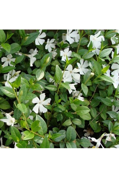 Барвінок малий Альба цвітіння білими квітами