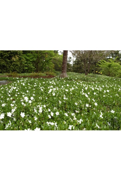 Барвінок малий Альба в ландшафті