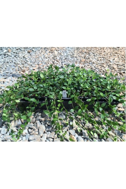 Барвінок малий Альба контейнер Р9 / 0,5л