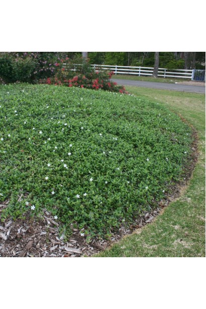 Vinca minor Alba грунтопокривний