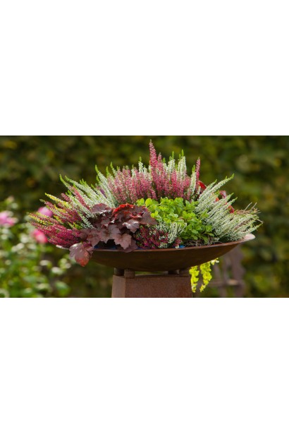 Верес Dark Beauty міксбордер