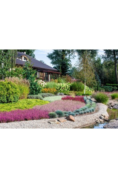 Верес звичайний Дарк Б’юті в ландшафті