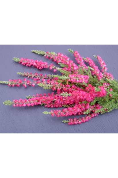 Світло-червоні дзвоникоподібні квіти зібрані в суцвіття