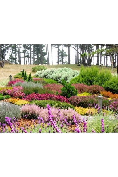 Верес звичайний Dark Beauty в ландшафті