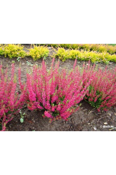 Верес звичайний Дарк Б’юті