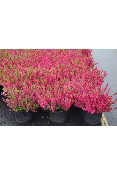 Верес звичайний Дарк Б’юті саджанці в садовому центрі