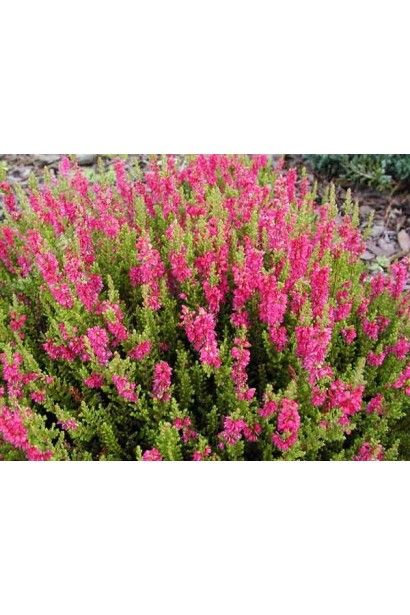 Calluna vulgaris Dark Beauty
