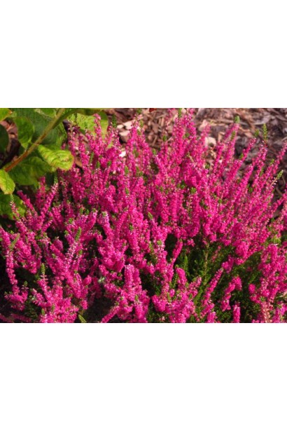 Верес червоний Дарк Б’юті