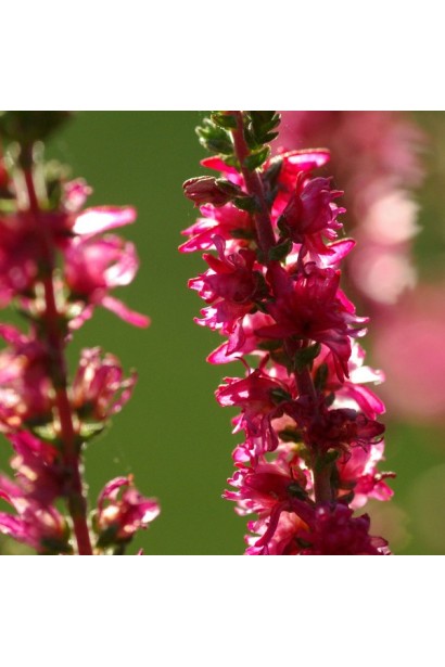 Червоні суцвіття вересу Дарк Б’юті