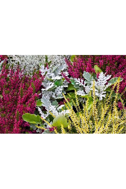 Верес червоний