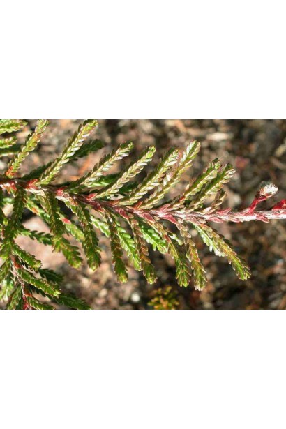 Зеленые чешуйчатые листья вереска обыкновенного