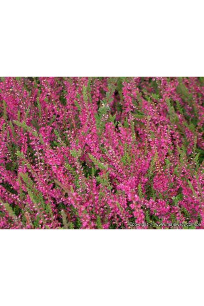 Calluna vulgaris Waibe