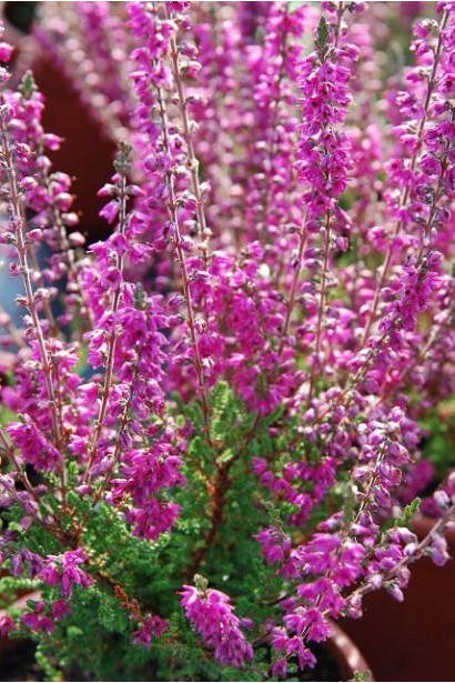 Вереск обыкновенный Вайбе