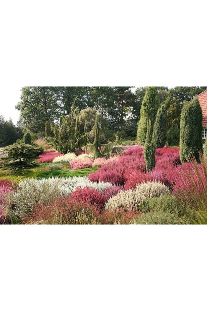 Верес Вайбе в ландшафте парковой зоны