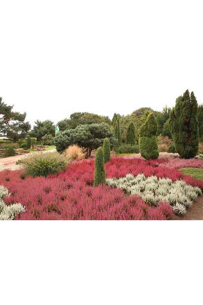 Вереск обычный Waibe