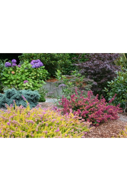 Вереск обыкновенный Вайбе в ландшафтном дизайне