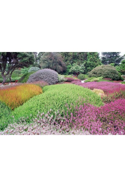 Декоративный цветущий многолетник