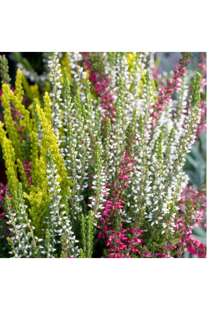 Вереск Вайбе в букетной композиции