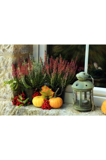 Верес Anna-Sofie коралові квіти