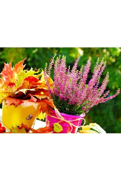 Верес звичайний Анна-Софія