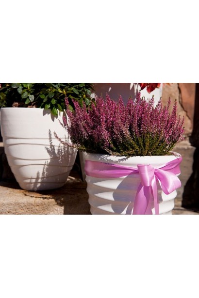 Верес кораловий посадка в кашпо