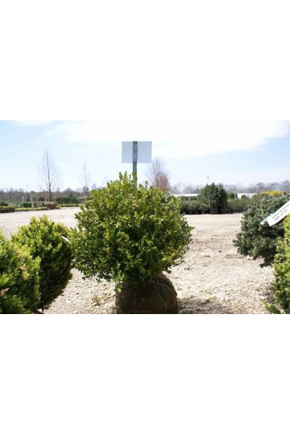 Самшит мелколистный Винтер Джем 