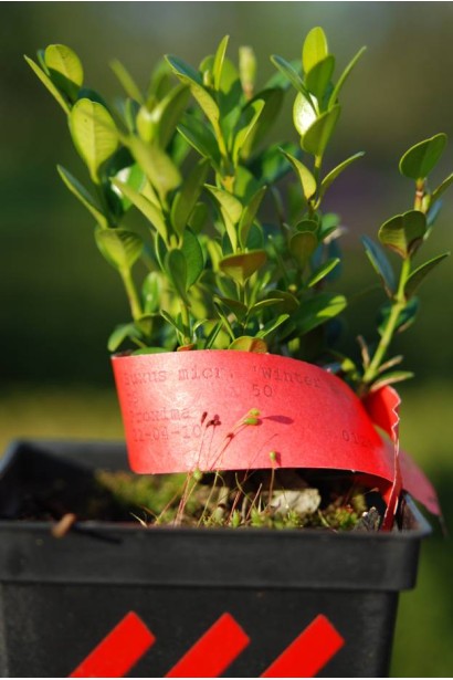 Самшит Винтер Джем – насыщенно-зеленые листья