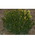 Самшит мелколистный Винтер Джем | Buxus microphylla Winter Gem | Самшит дрібнолистий Вінтер Джем