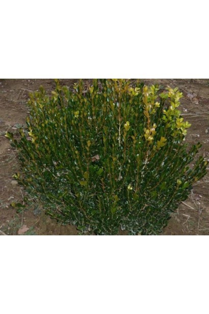 Самшит Винтер Джем – идеальный для декоративного садоводства.