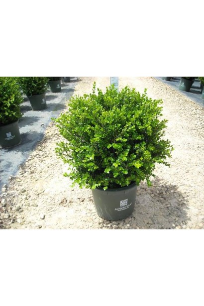 Самшит мелколистный Винтер Джем в контейнере