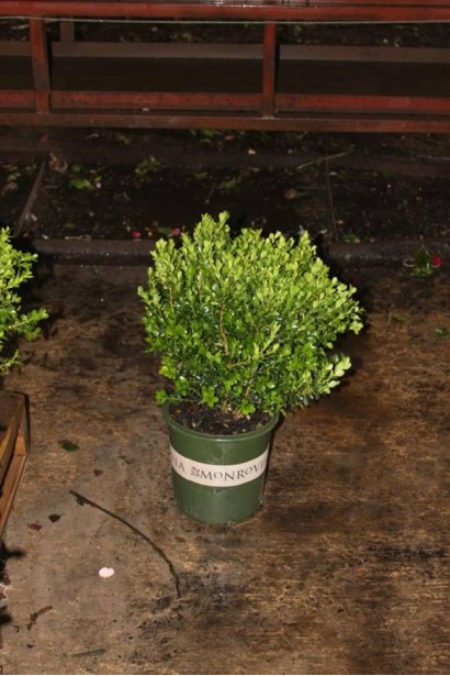 Buxus microphylla Winter Gem – морозостойкий сорт