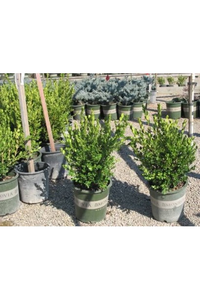 Самшит мелколистный Винтер Джем в садовом центре