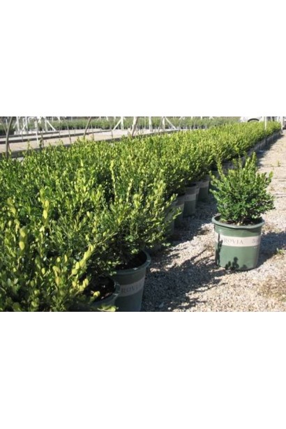 Самшит мелколистный Винтер Джем – густой зеленый кустарник