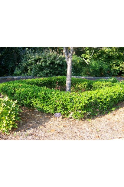 Самшит Винтер Джем – плотная крона для бордюров