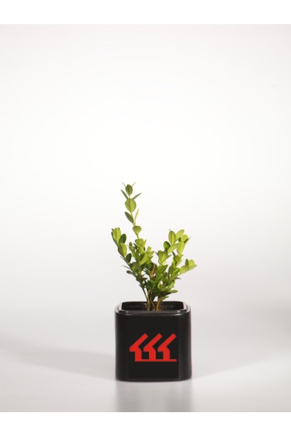 Buxus microphylla Winter Gem