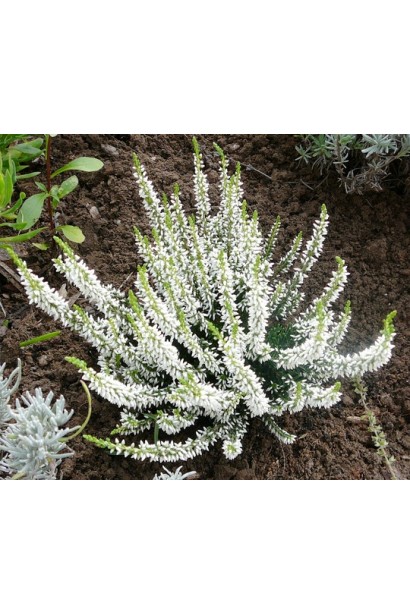 Вереск Вивика компактный карликовый многолетник