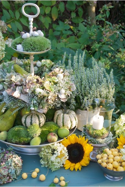 Calluna vulgaris Vivika