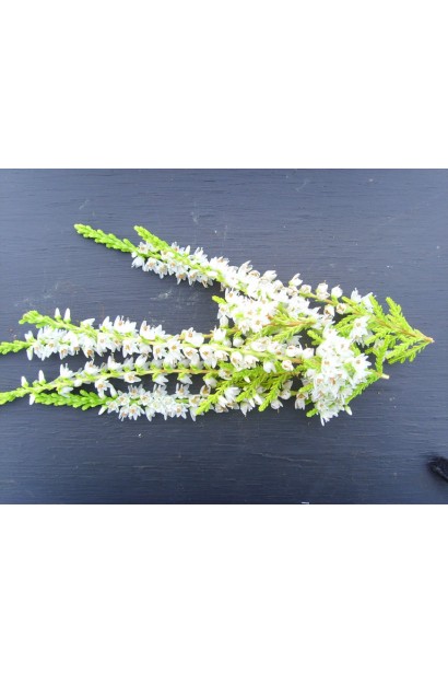 Бело-зеленые цветы вереска Вивика