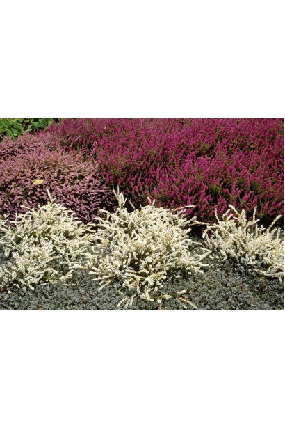 Вереск обыкновенный Вивика в ландшафте