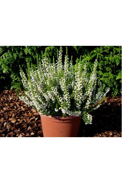 Вереск обыкновенный Вивика в горшке