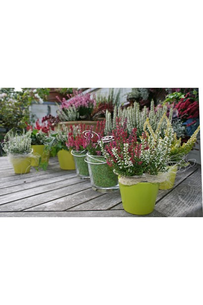 Вереск Вивика в миксбордере