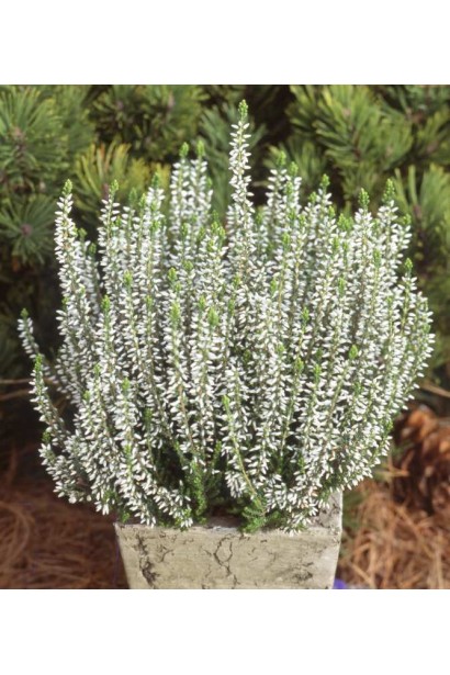 Белый вереск