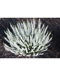 Вереск обыкновенный Вивика | Верес звичайний Вівіка | Calluna vulgaris Vivika