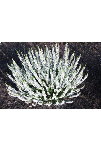 Вереск обыкновенный Вивика