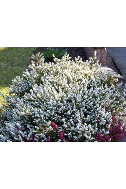 Вереск Вивика белые цветы