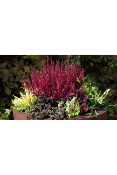 Верес малиновий