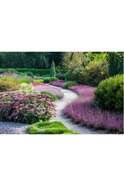 Верес звичайний Самара в ландшафті