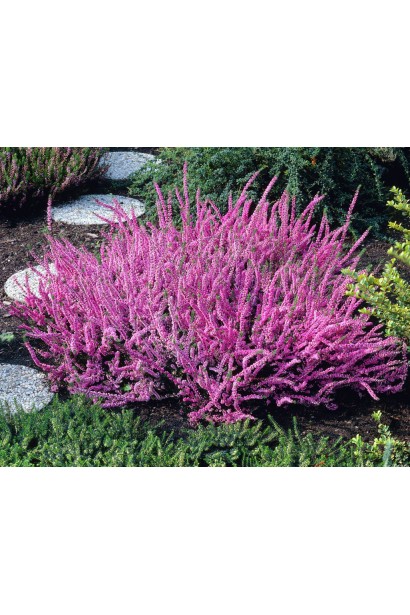 Верес Samara карликовий кущ