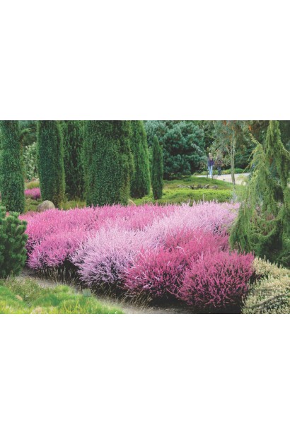 Calluna vulgaris Samara