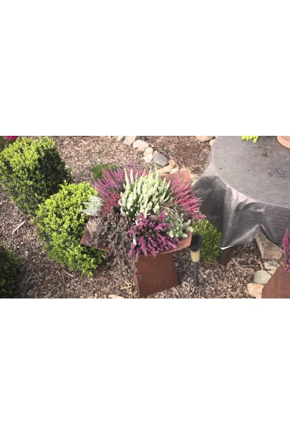 Calluna Samara декоративний багаторічник в ландшафтному дизайні